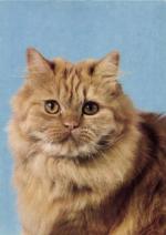 Kočka perská červeně mramorovaná