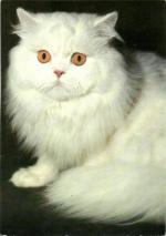 Kočka perská bílá s oranžovýma očima