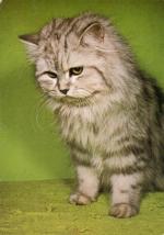 Perská stříbřitě mramorovaná kočka