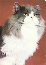 Kočka perská dvoubarevná černobílá