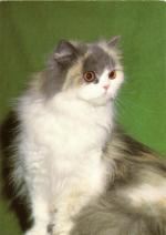 Kočka perská modroželvovinová s bílou