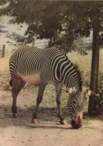 ZOO Praha - zebra