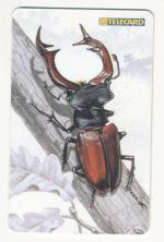 TK - C 278 GEM14, Roháč obecný