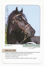 2012, Kůň Welsh Cob
